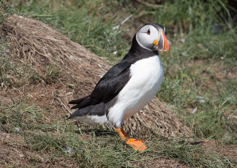 96834 Tierwelt - Papageientaucher Puzzle