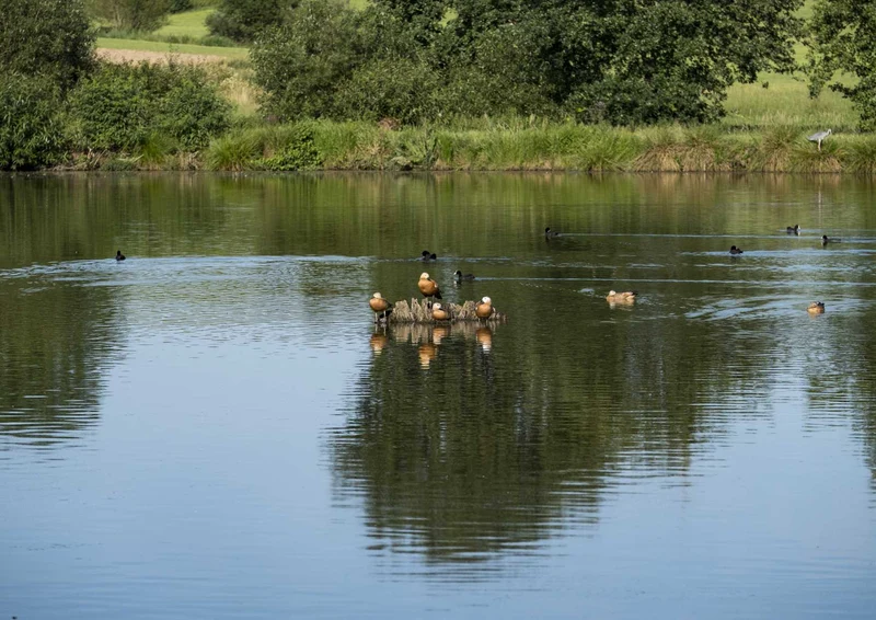 96930 Tierwelt - Enten im Teich Puzzle