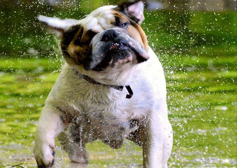 97064 Tierwelt - Bulldogge Puzzle