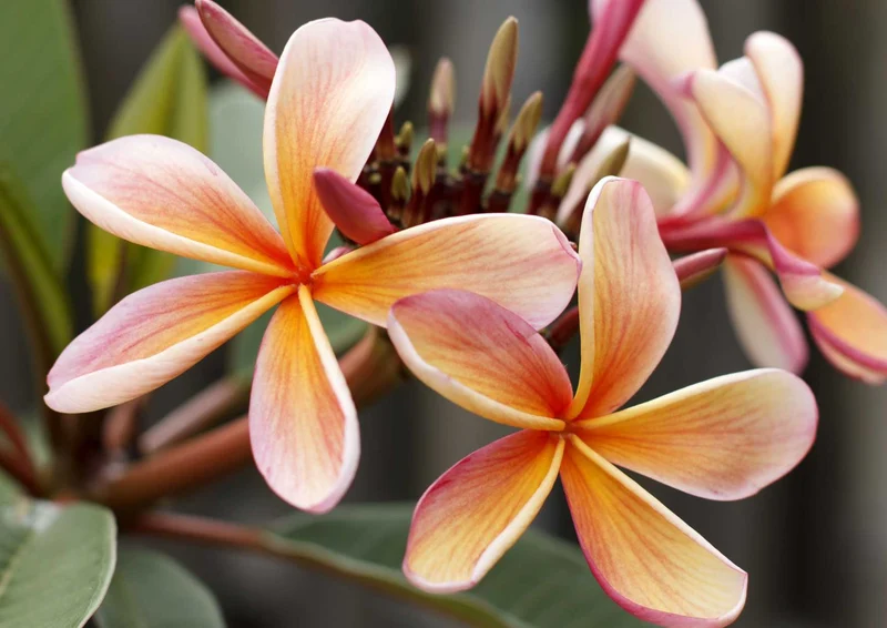 97370 Natur - Blühende Blumen Puzzle
