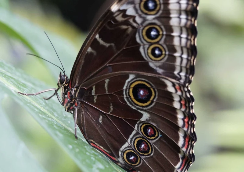 94542 Tierwelt - Schmetterling Puzzle