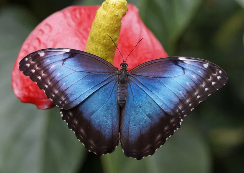 96868 Tierwelt - Schmetterling Puzzle