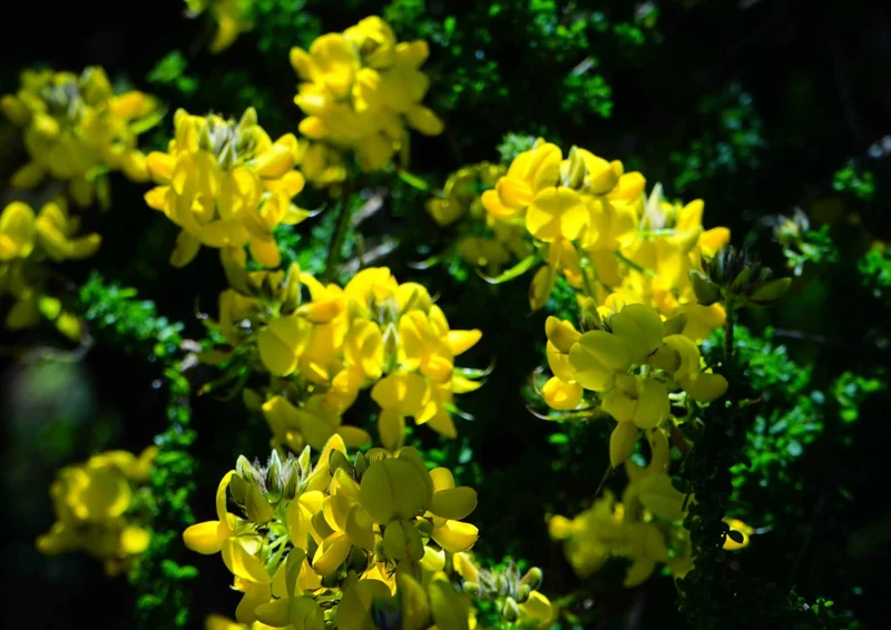 96202 Natur - Blumen Puzzle