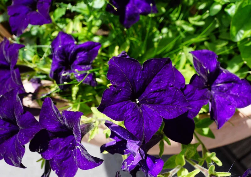 97750 Natur - Blühende Blumen Puzzle