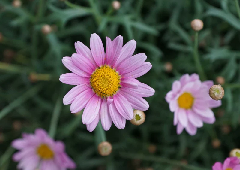 97776 Natur - Blühende Blumen Puzzle