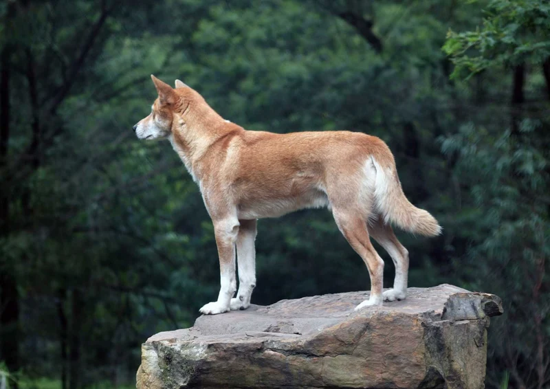 95569 Tierwelt - Hund Puzzle