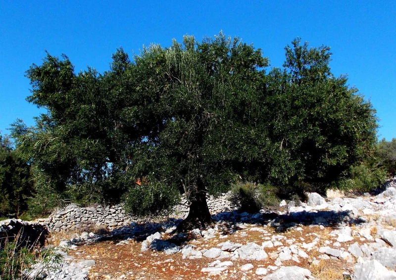 96315 Natur - Baum Puzzle