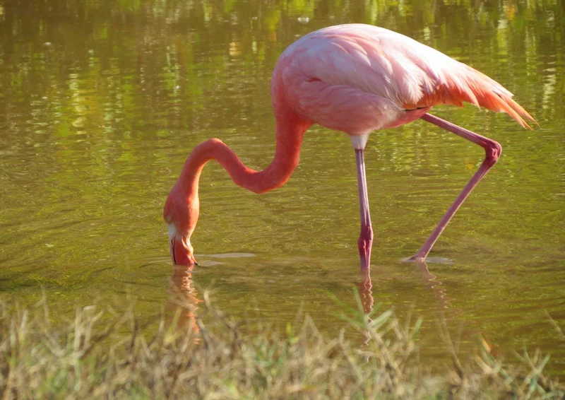 95536 Tierwelt - Flamingo Puzzle