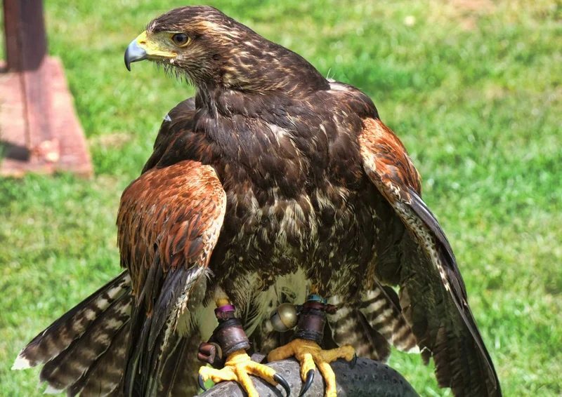 95583 Tierwelt - Adler Puzzle