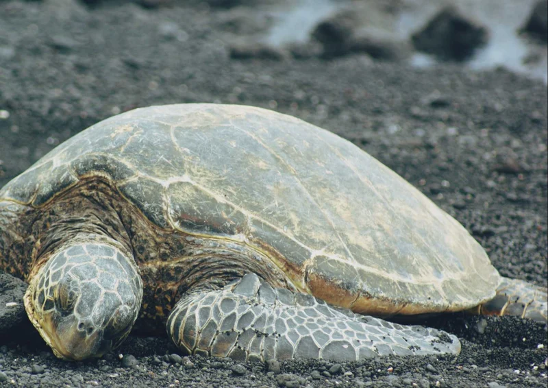 95564 Tierwelt - Schildkröte Puzzle