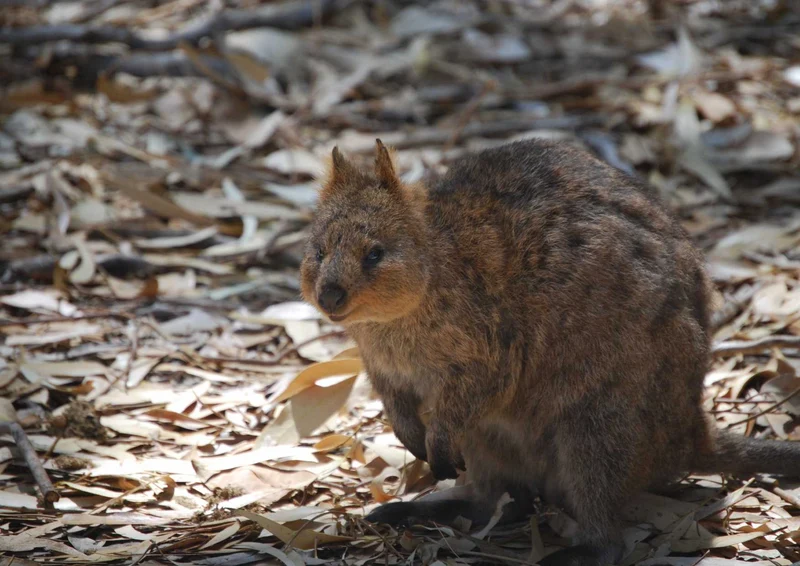 96438 Tierwelt - Quokka Puzzle