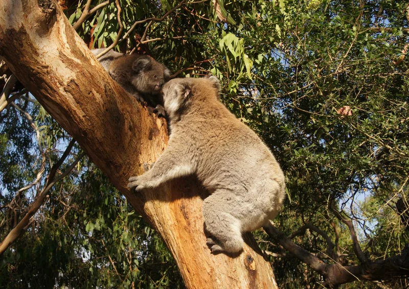 96501 Tierwelt - Koala Puzzle