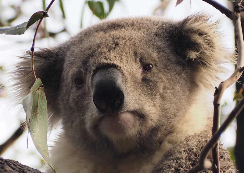 95597 Tierwelt - Koala Puzzle