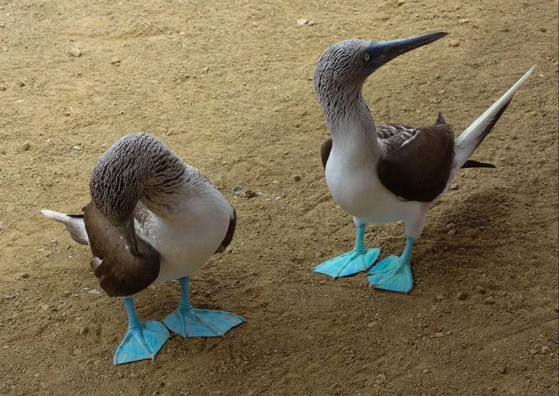 95876 Tierwelt - Blaufußtölpel Puzzle