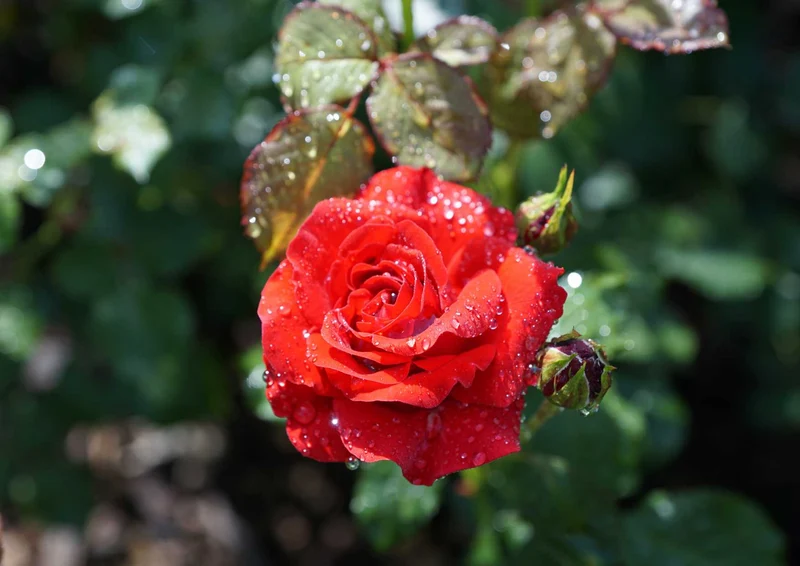 97233 Natur - Rose Puzzle