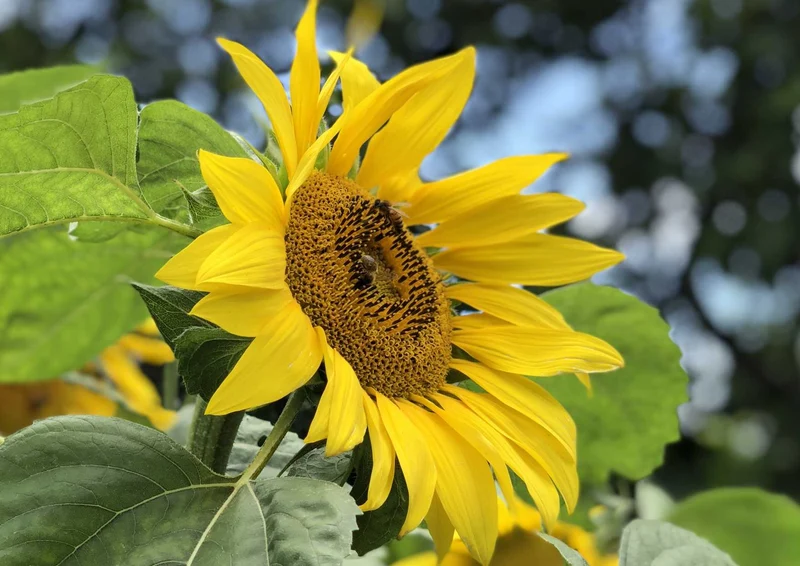 98143 Natur - Sonnenblume Puzzle