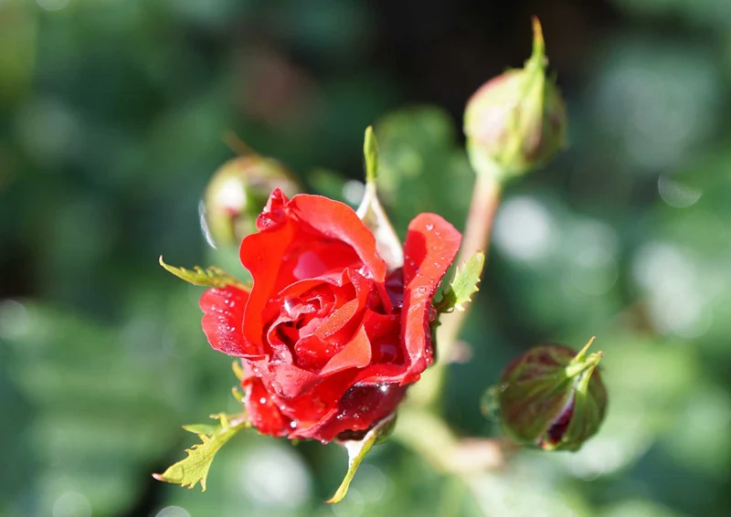 98752 Natur - Rose Puzzle