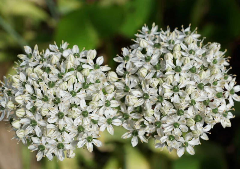 98898 Natur - Weiße Blumen Puzzle
