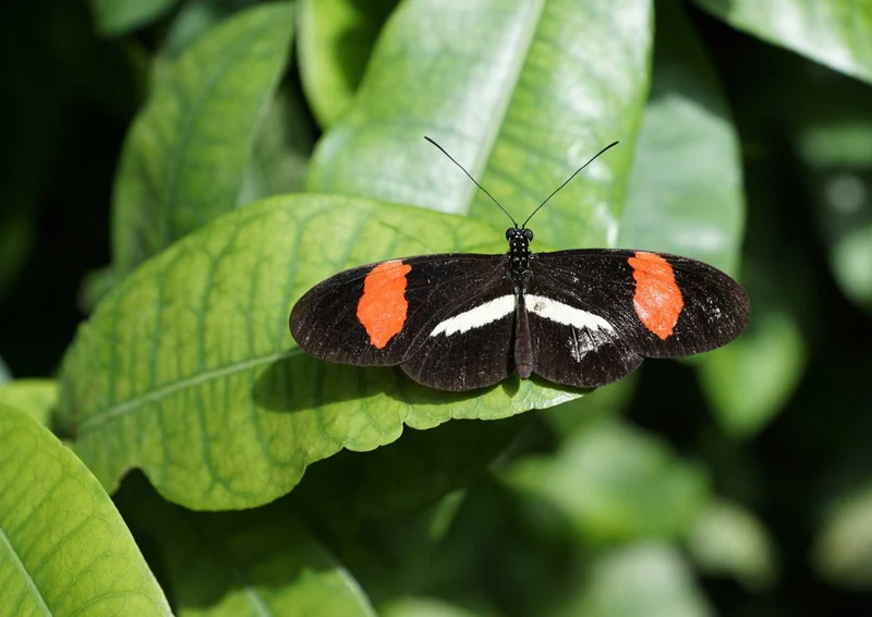 98773 Tierwelt - Schmetterling Puzzle