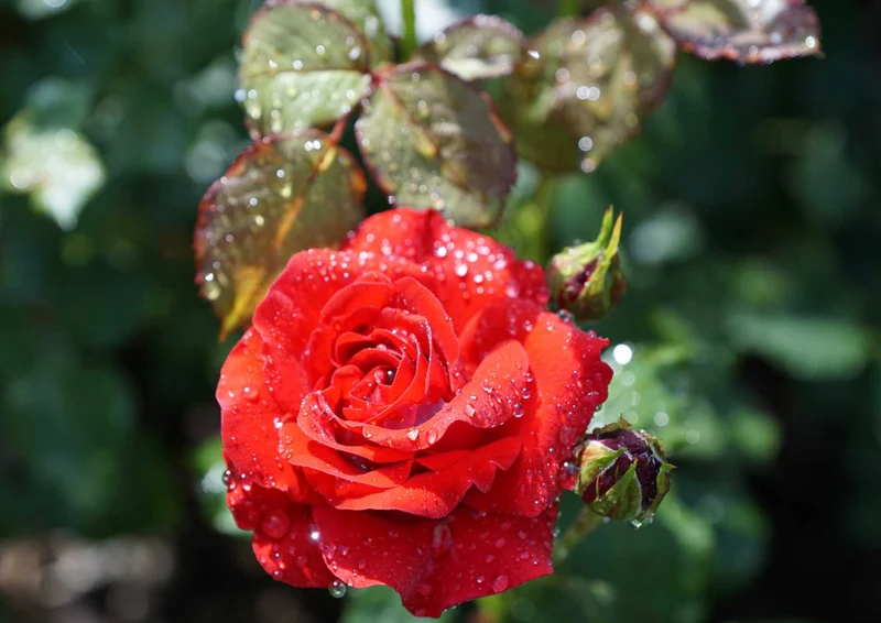 98780 Natur - Rote Rose Puzzle