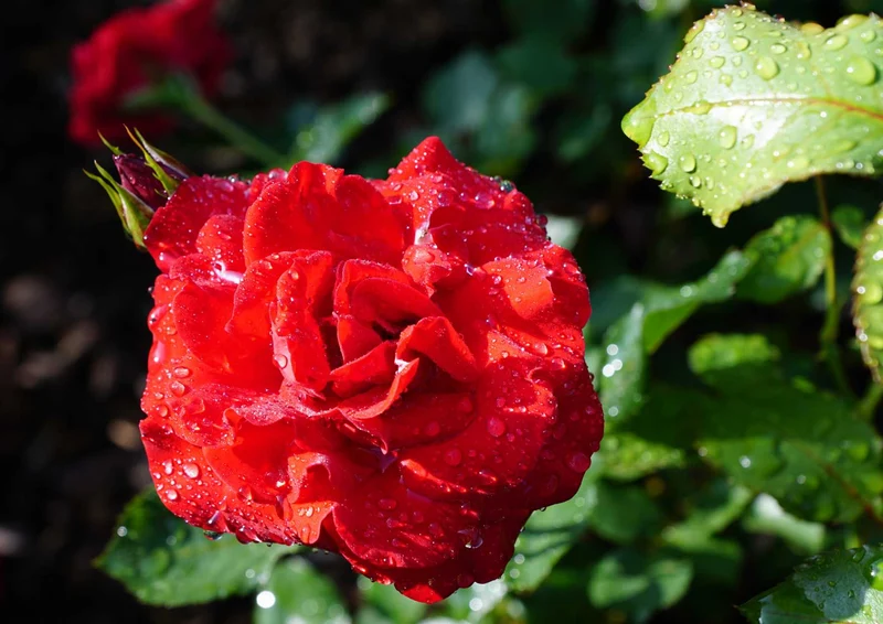 98781 Natur - Rose Puzzle