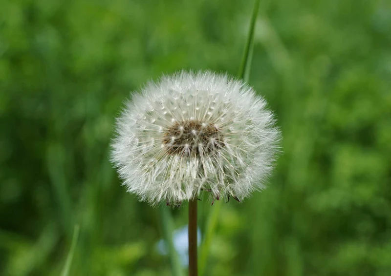 98788 Natur - Pusteblume Puzzle