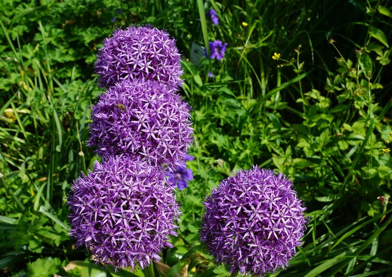 98842 Natur - Blühen Puzzle