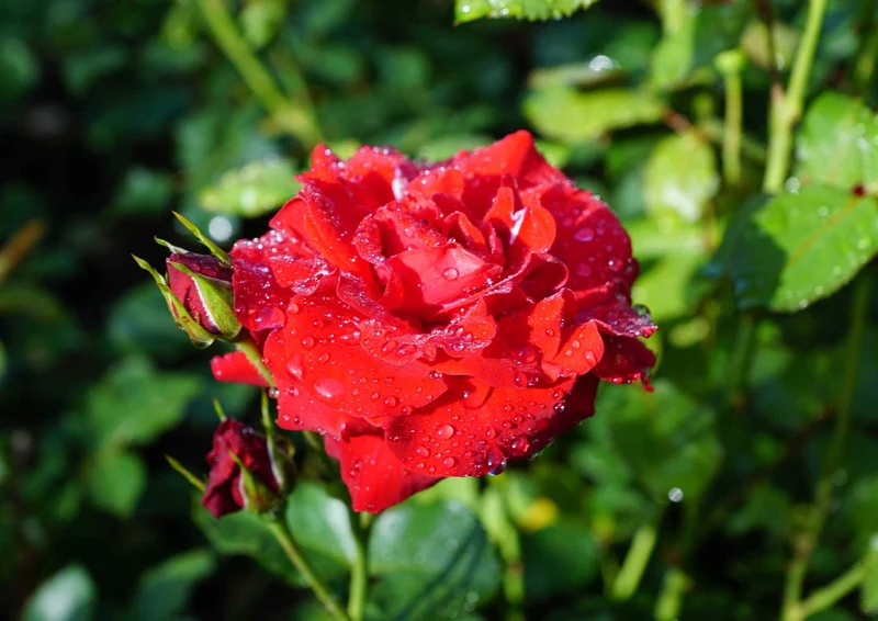 98863 Natur - Rose Puzzle