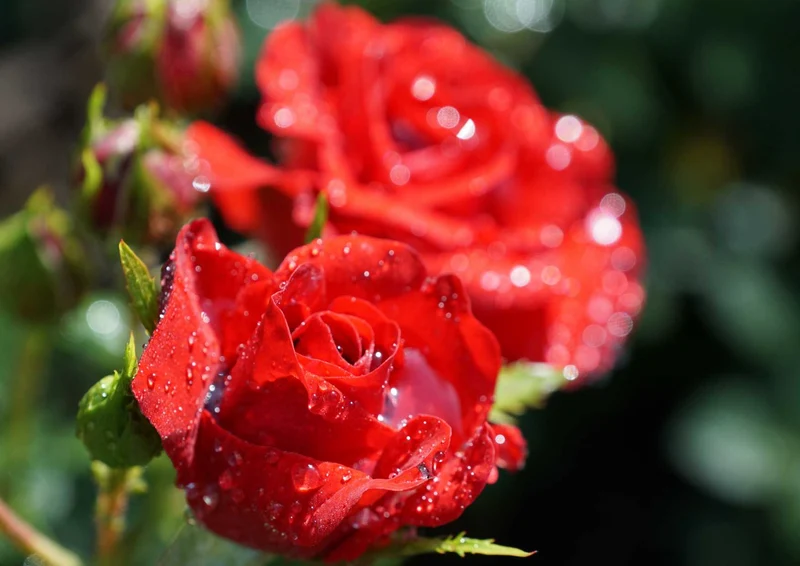 98949 Natur - Rote Rosen Puzzle