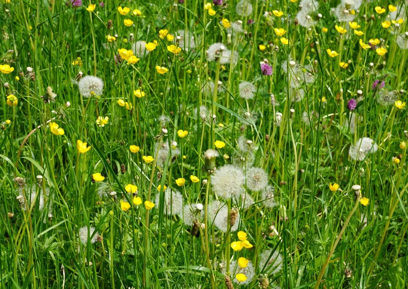 98953 Natur - Wiese Puzzle
