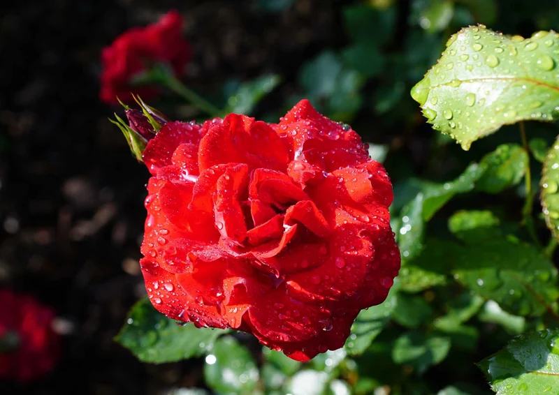 98632 Natur - Rote Rose Puzzle