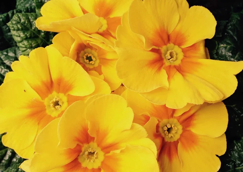 98655 Natur - Primel Puzzle