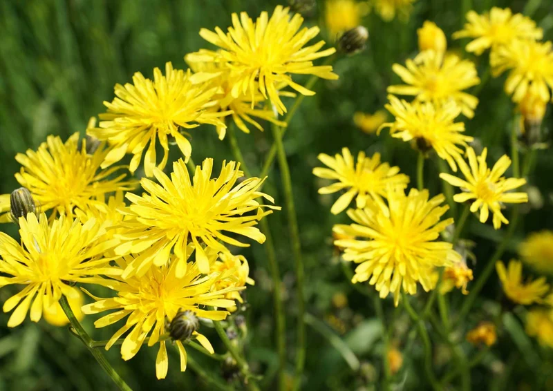 98664 Natur - Blume Puzzle