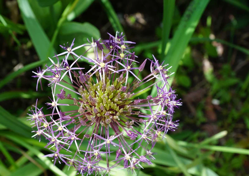 98821 Natur - Blühen Puzzle