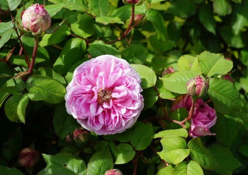 98967 Natur - Blühende Blumen Puzzle