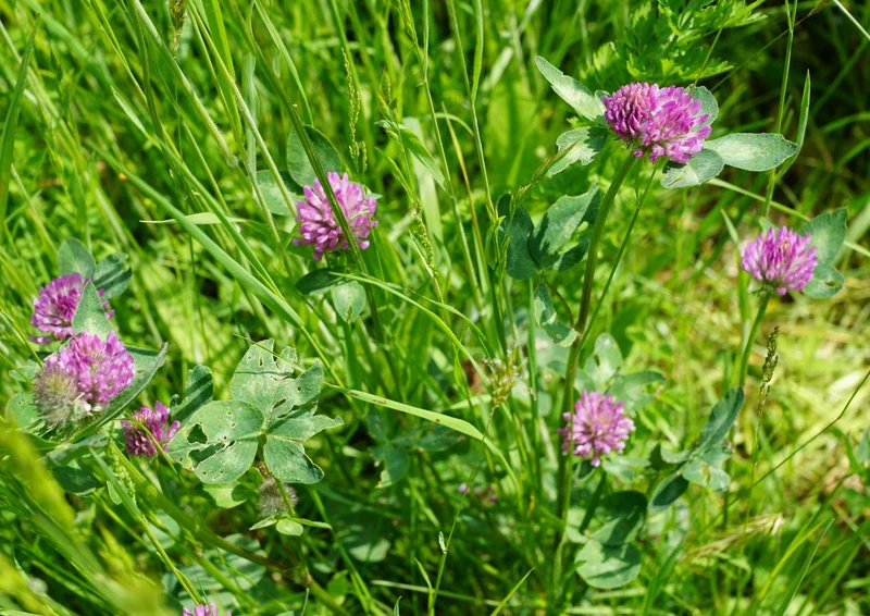 99214 Natur - Wiese Puzzle