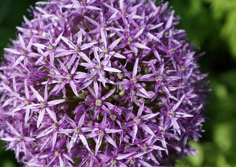 98678 Natur - Blume Puzzle