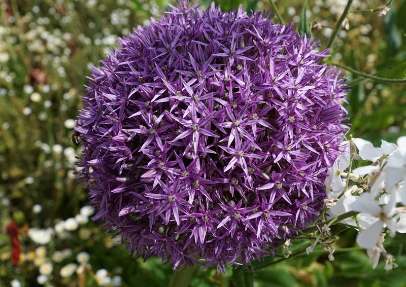 98692 Natur - Blume Puzzle