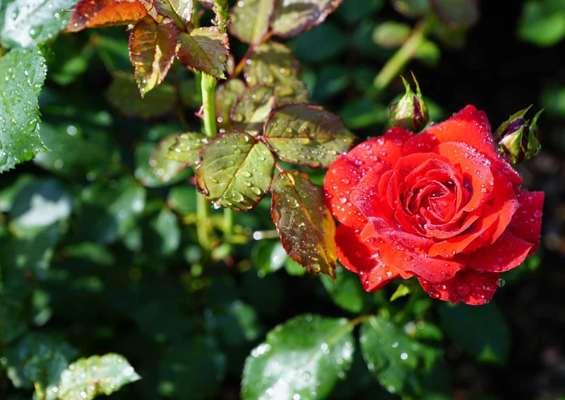 98974 Natur - Rose Puzzle