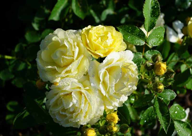 98988 Natur - Weiße Rosen Puzzle