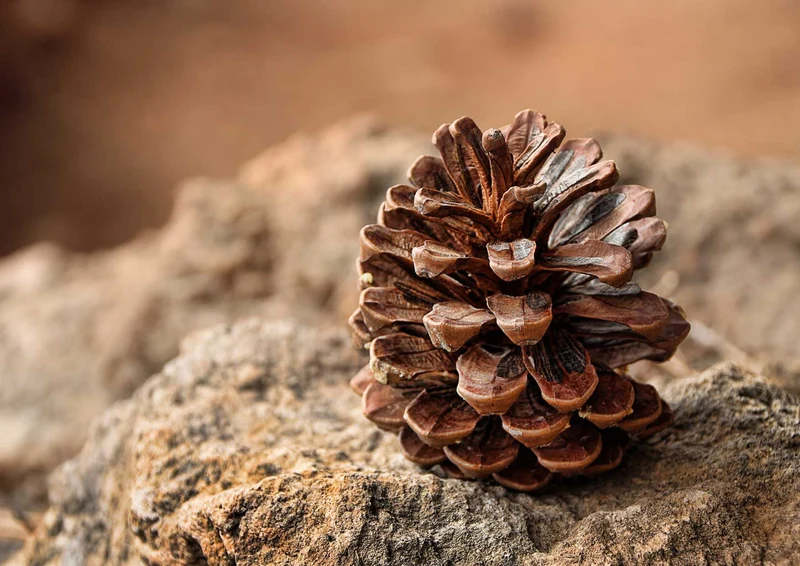 100731 Natur - Kiefernzapfen Puzzle