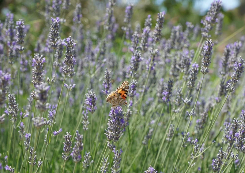 98995 Natur - Lavendel Puzzle