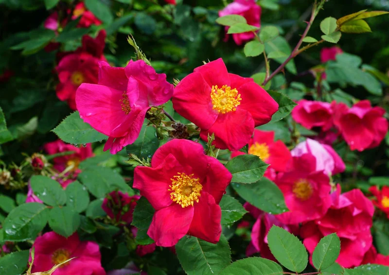 99076 Natur - Blumen Puzzle