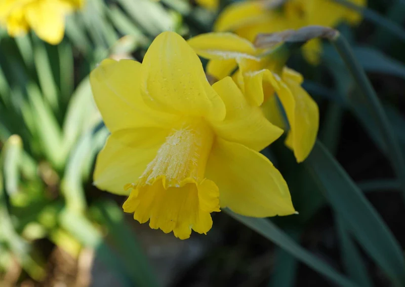 98942 Natur - Osterglocke Puzzle