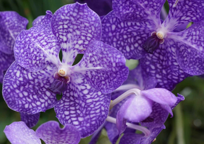 99037 Natur - Orchidee Puzzle