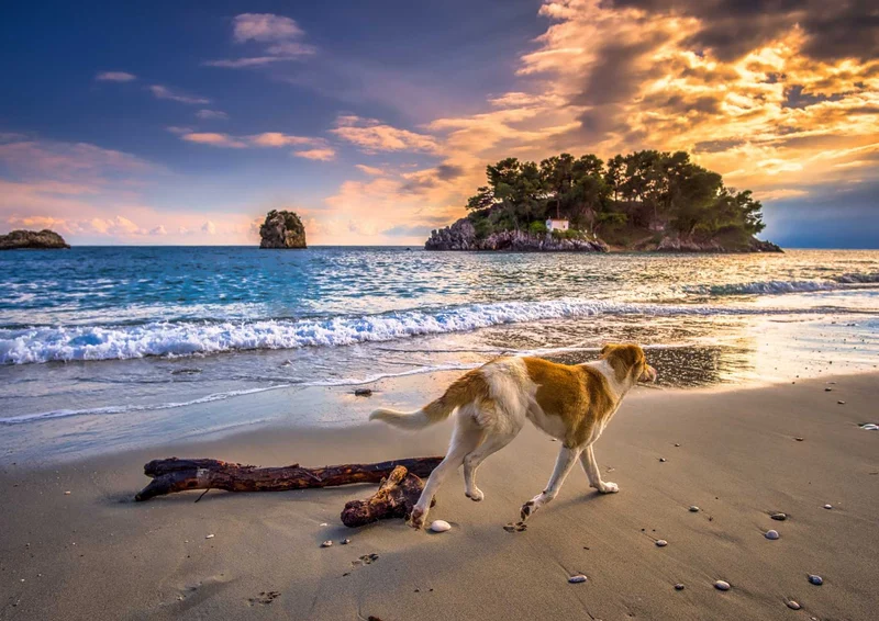 101041 Tierwelt - Hund am Meer Puzzle