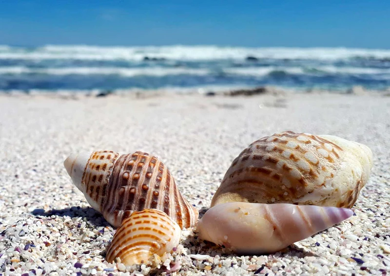 99603 Natur - Muscheln Puzzle