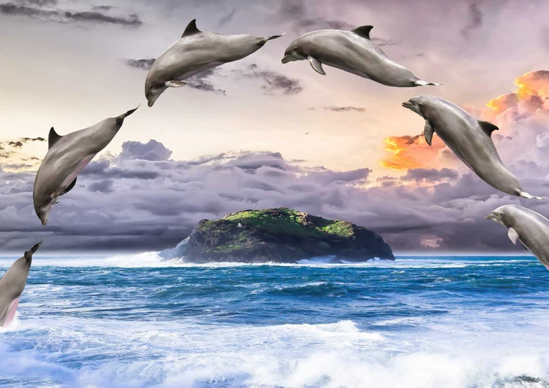 99155 Tierwelt - Delphine Puzzle
