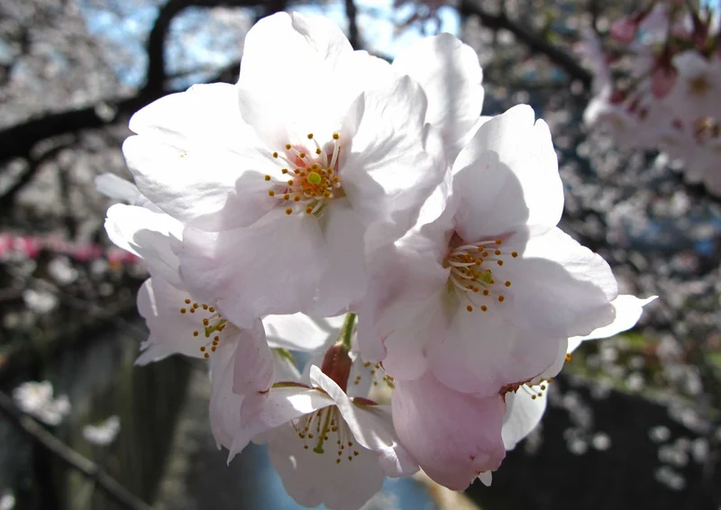 101241 Natur - Kirschblüten Puzzle
