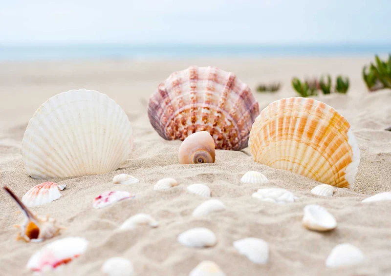 100470 Hintergründe - Muscheln Puzzle